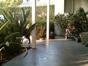 Trying to take a picture of the dog